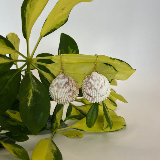 Spotted Cockle 14K Gold Filled Wire Earrings