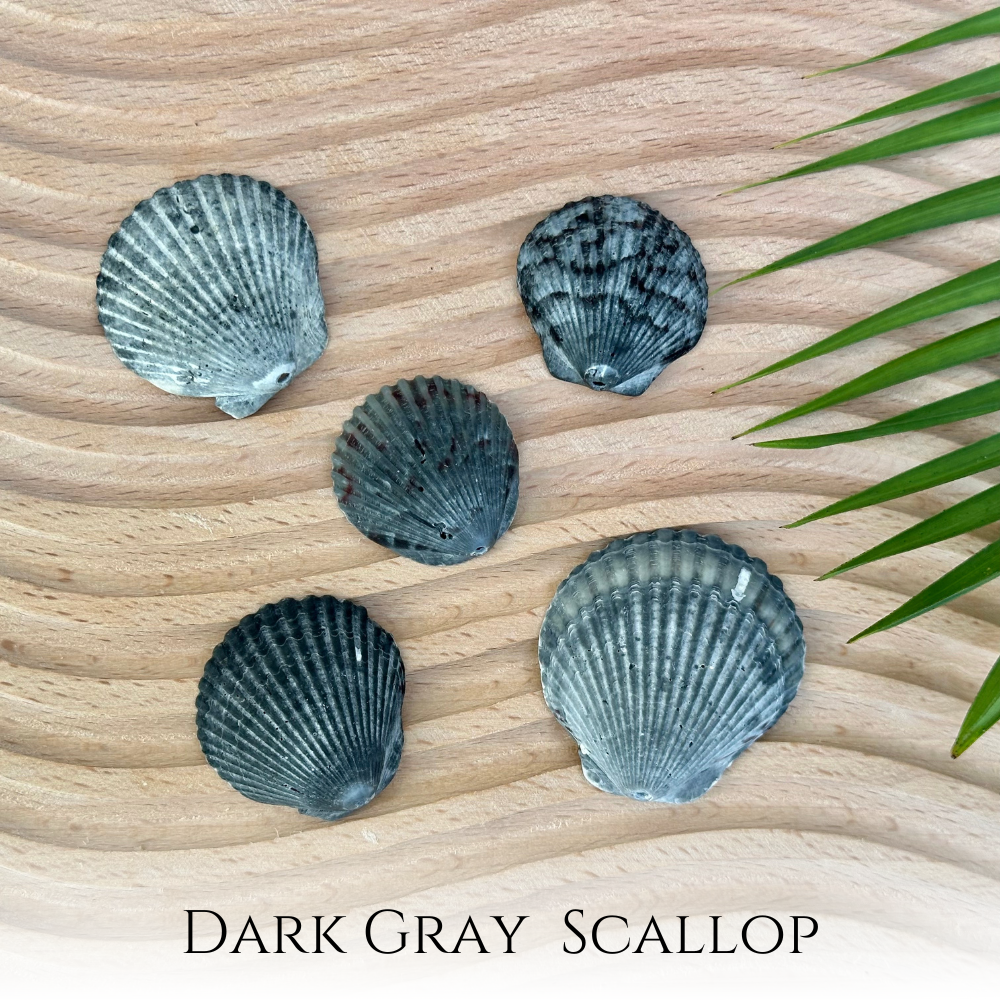 Dark Gray Scallop Seashell 14k Gold Filled Necklace