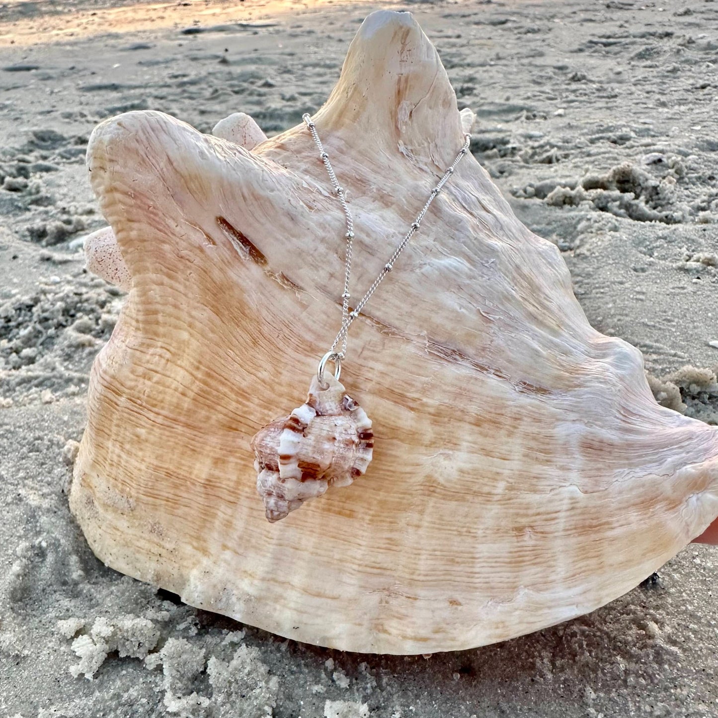 Unique Florida Rock Snail Seashell Sterling Silver Necklace