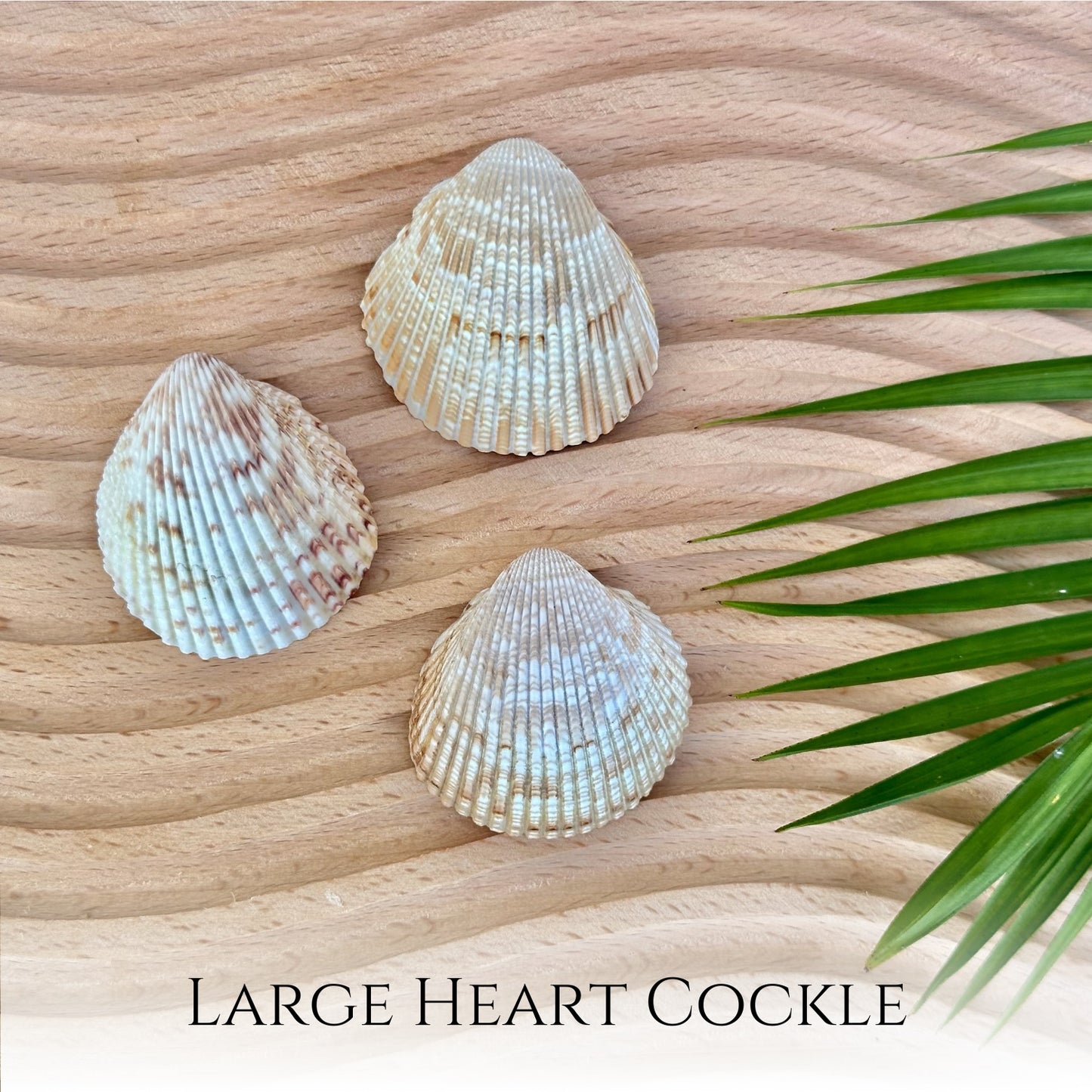 Custom Cockle Seashell Necklace