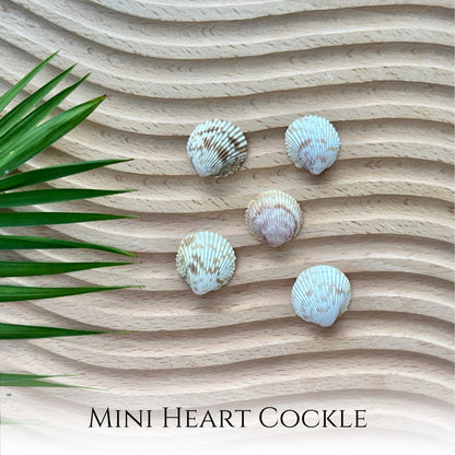 Custom Cockle Seashell Necklace