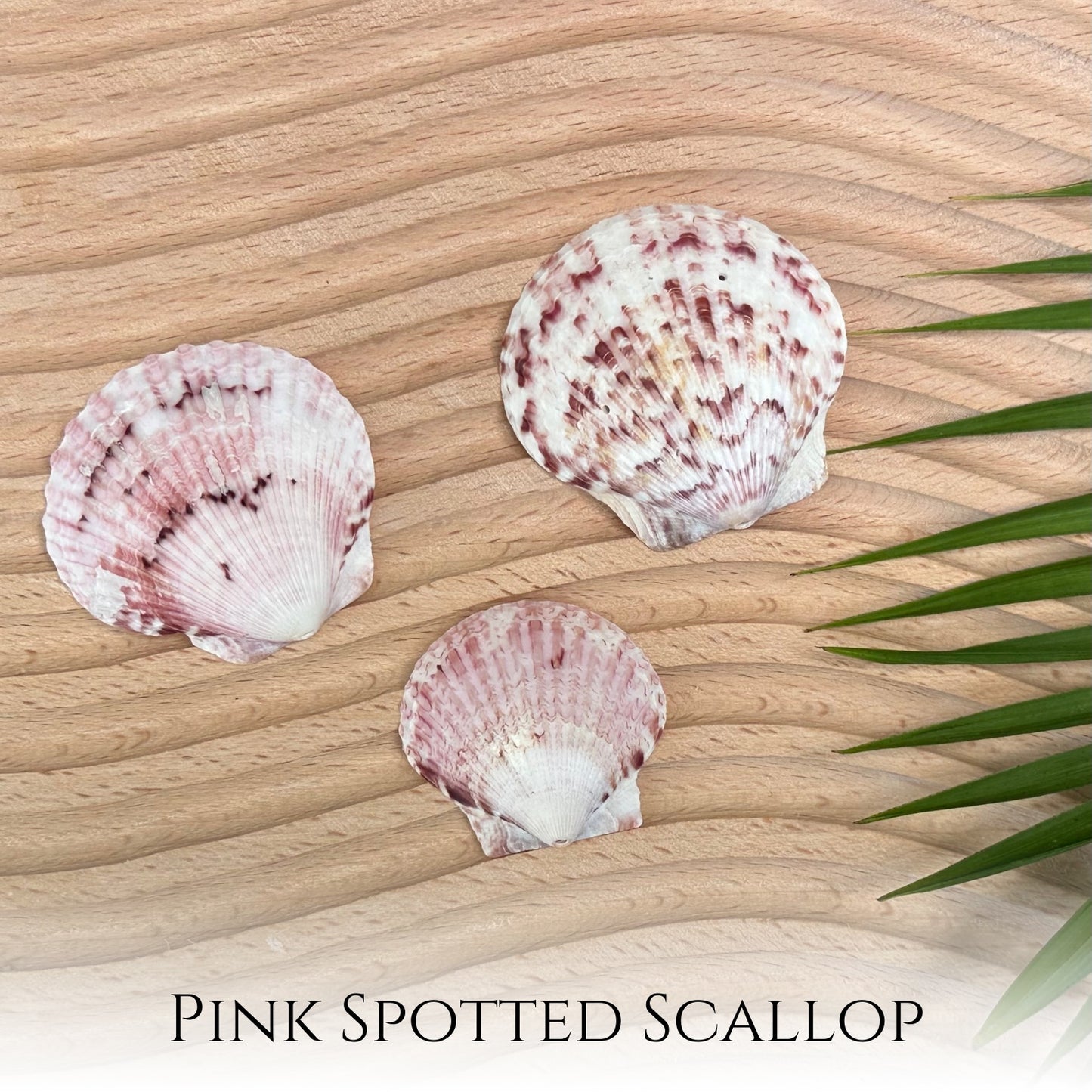 Custom Scallop Seashell Necklace