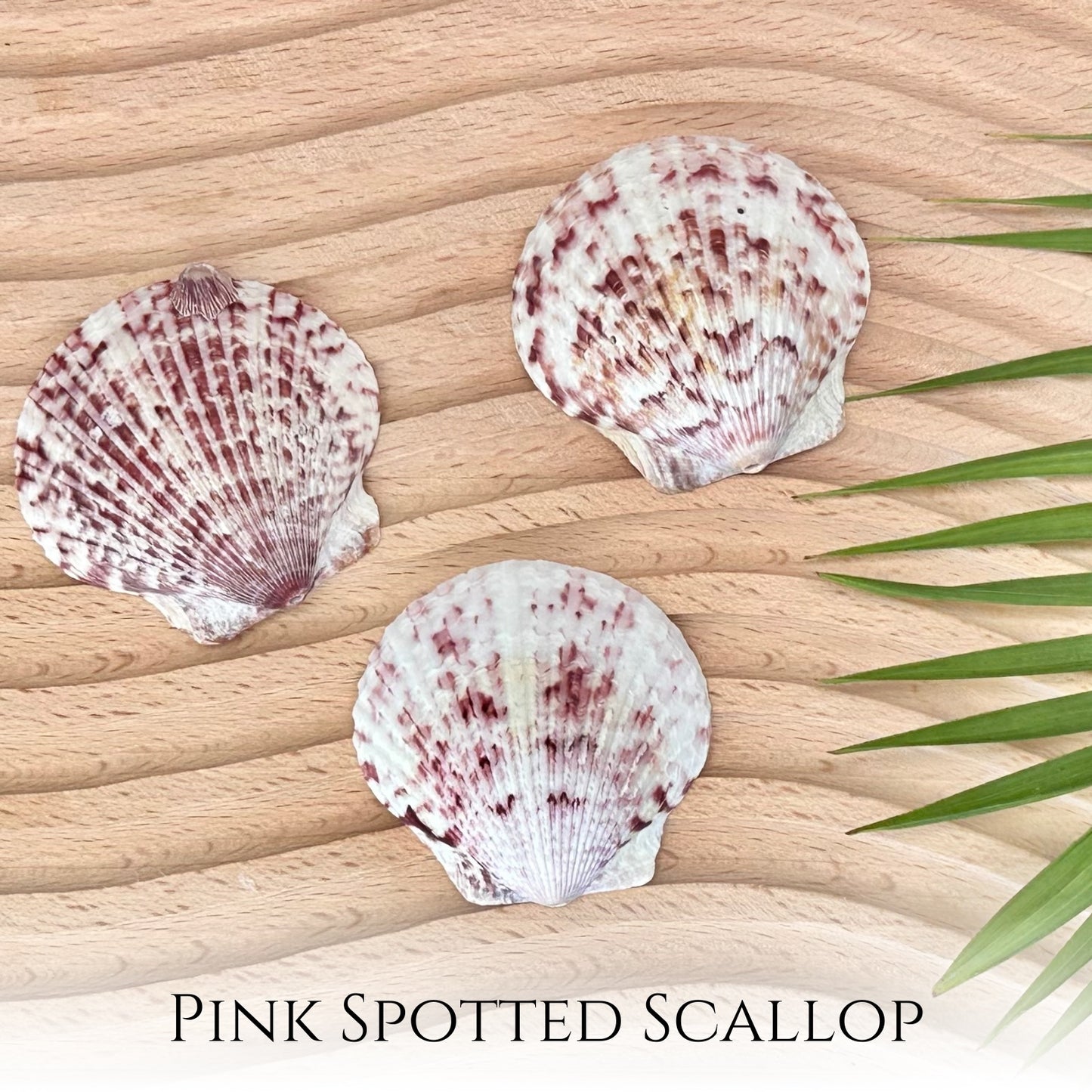 Pink Spotted Scallop Sterling Silver Satellite Necklace