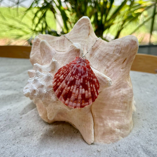 Red Scallop Seashell Sterling Silver Necklace