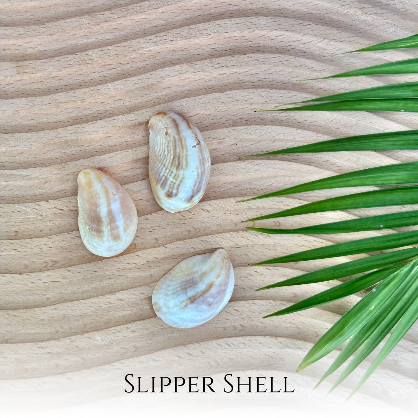 Custom Slipper Shell Necklace