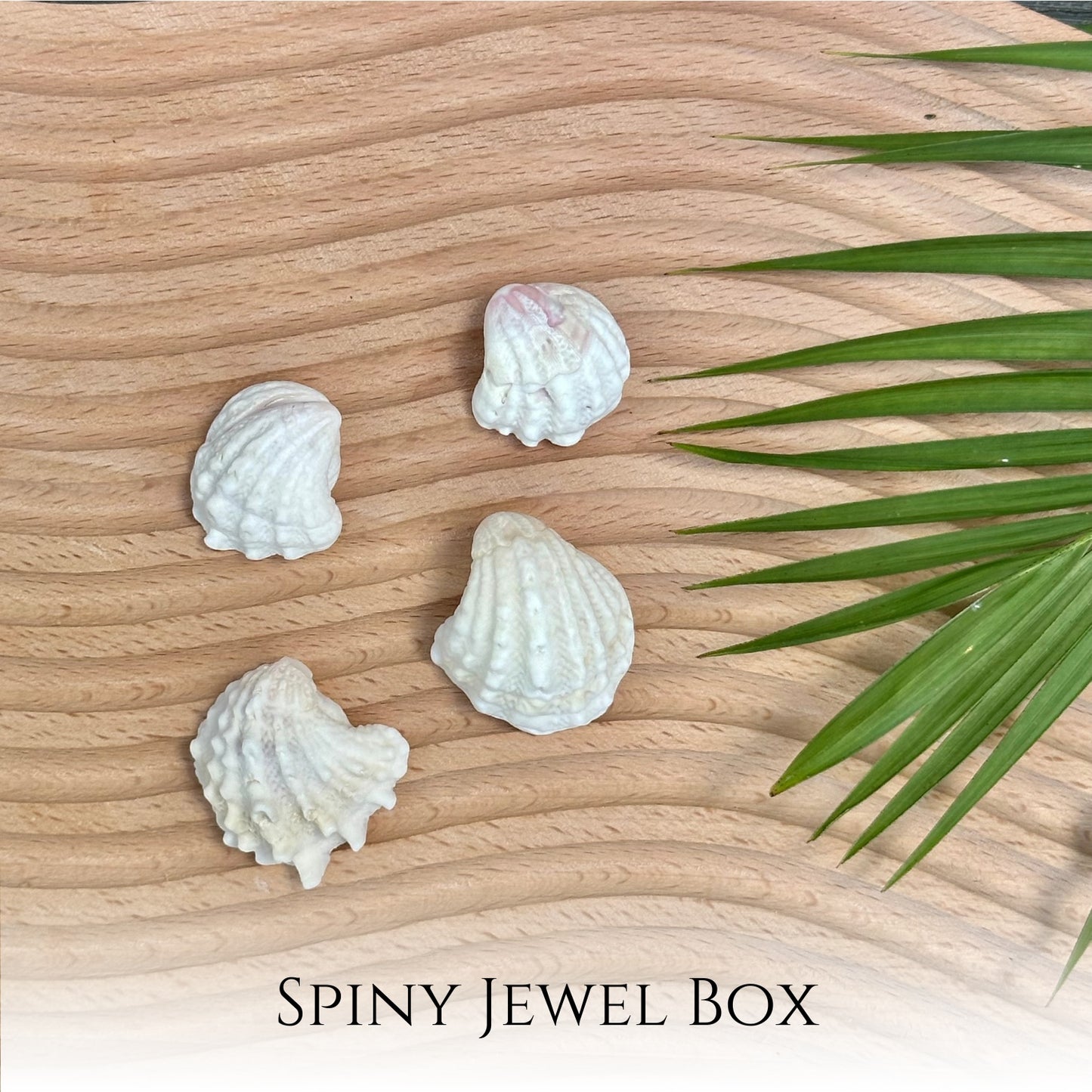 Spiny Jewel Box Seashell Sterling Silver Necklace