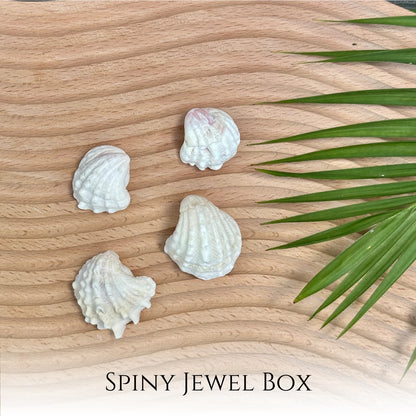 Spiny Jewel Box Seashell Sterling Silver Necklace