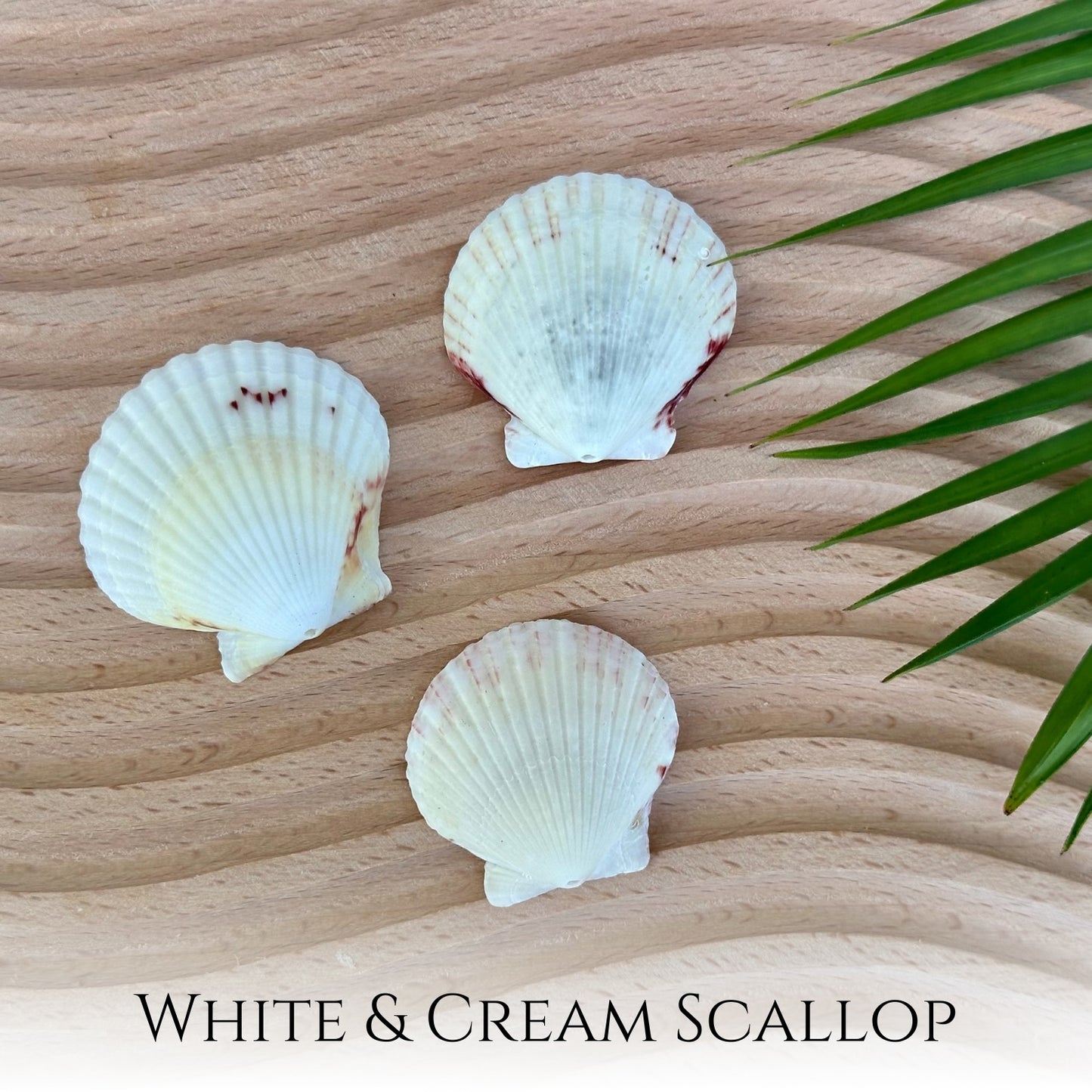 Custom Scallop Seashell Necklace