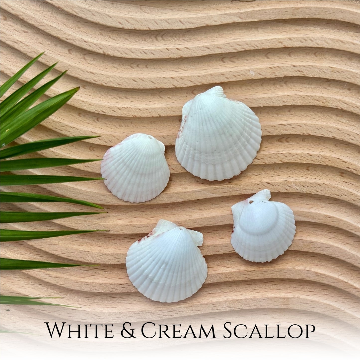 Custom Scallop Seashell Necklace