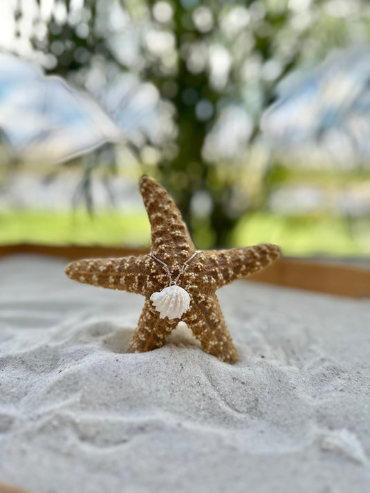 Seashells by the Seashore Shop